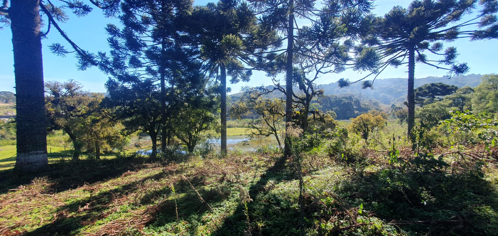 Área Rural de 56.019,76m² à Venda em Almirante Tamandaré, PR - Portal Venda Imóvel Brasil