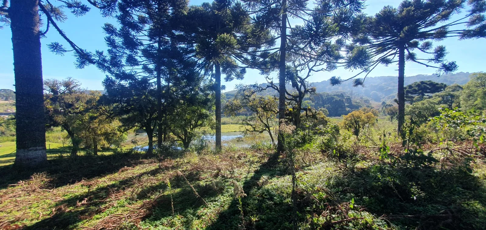 Área Rural de 56.019,76m² à Venda em Almirante Tamandaré, PR - Portal Venda Imóvel Brasil